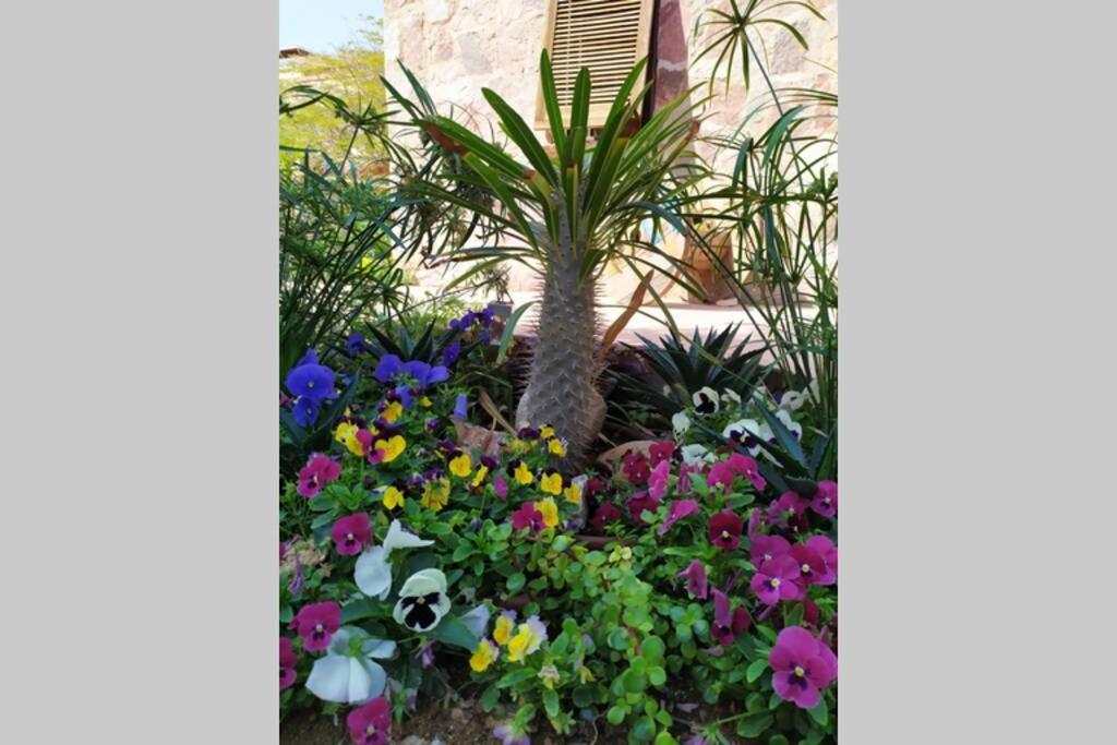 דירות Eilat stone - Patio אבן אילת - פטיו מראה חיצוני תמונה